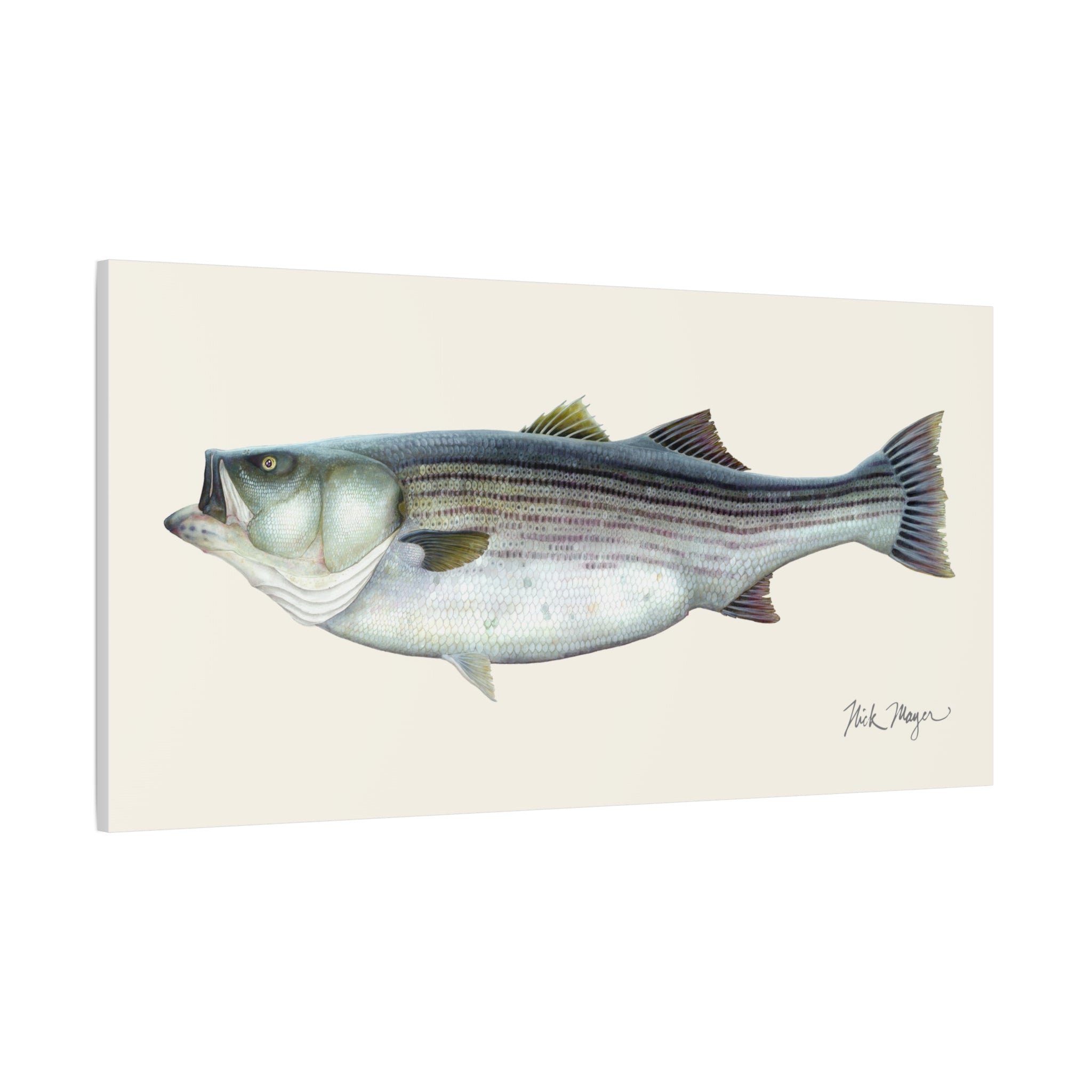 Striped Bass, 60 lbs Canvas Print, 15" x 30" - Only 1 Available Ready to Ship