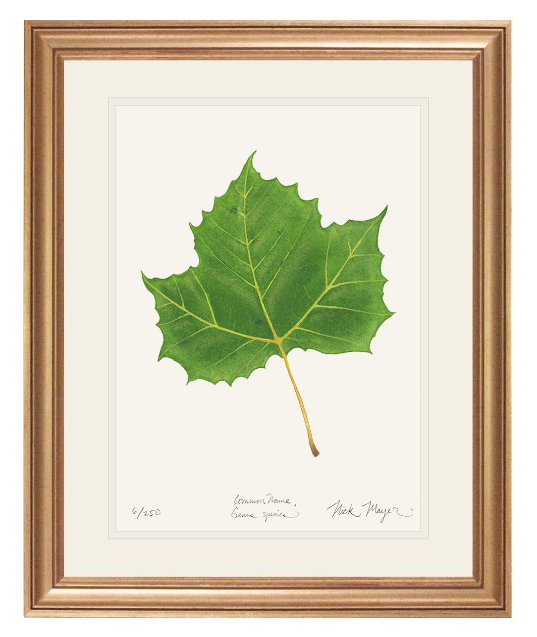 Sycamore Leaf Botanical Print