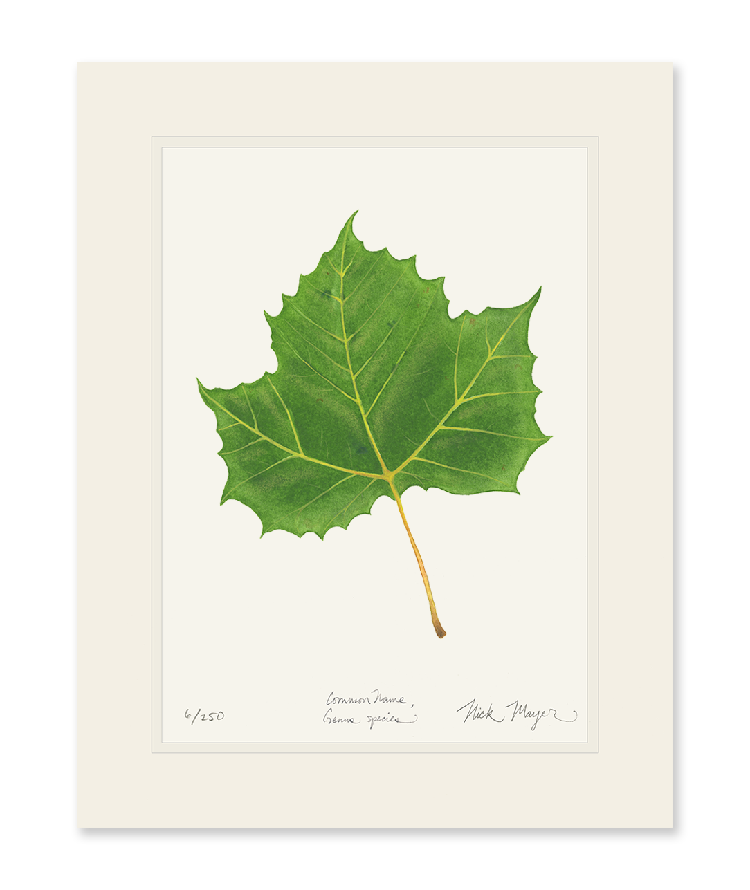 Sycamore Leaf Botanical Print