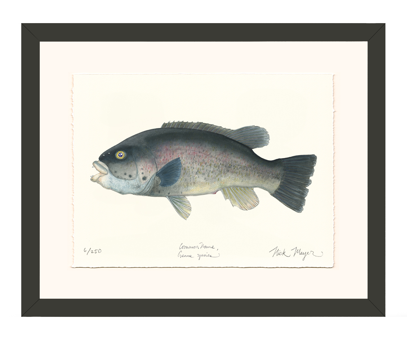 Tautog/ Blackfish Limited Edition Print