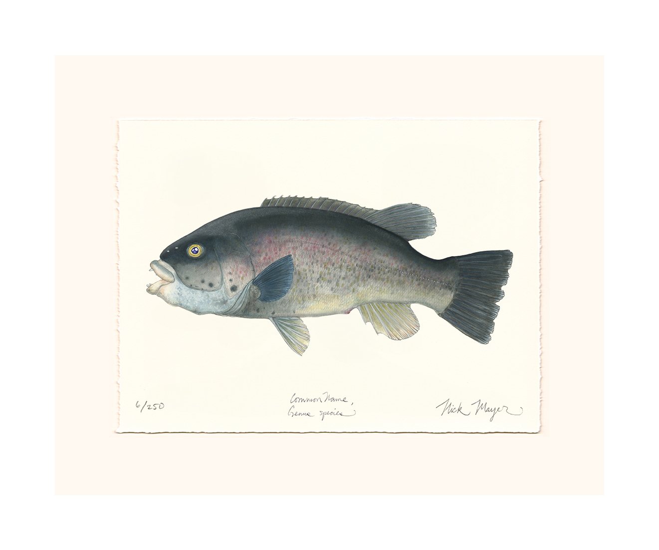 Tautog/ Blackfish Limited Edition Print