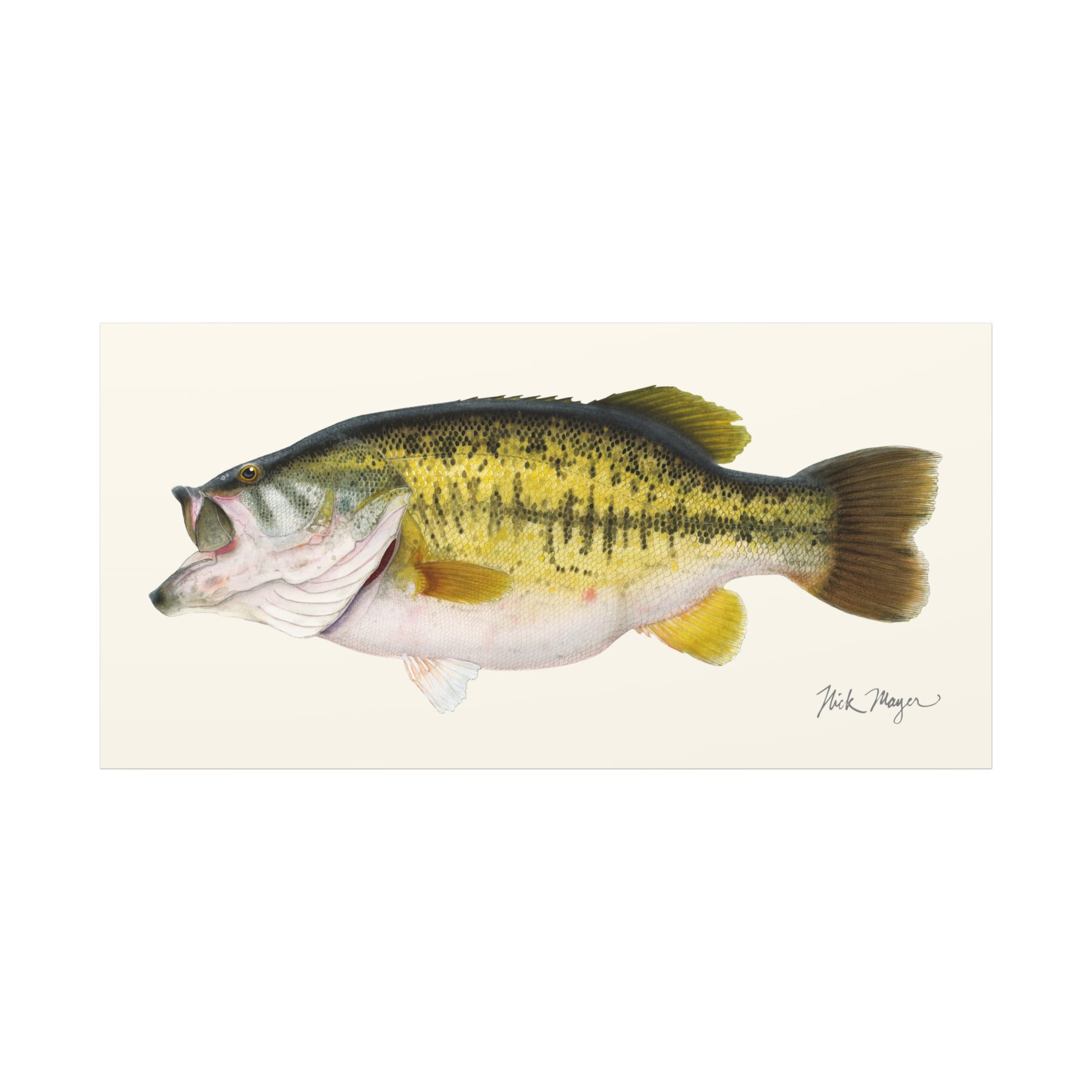 Largemouth Bass II Canvas Print, 20" x 40"