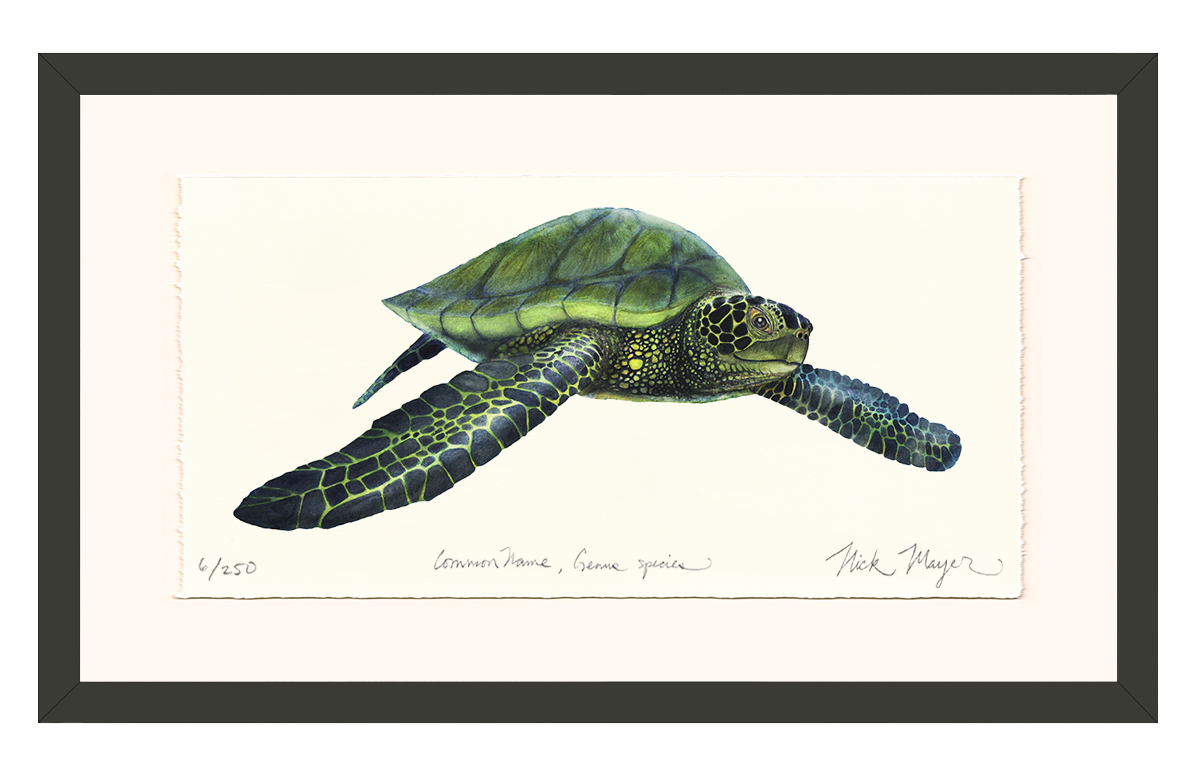 Green Sea Turtle Limited Edition Print