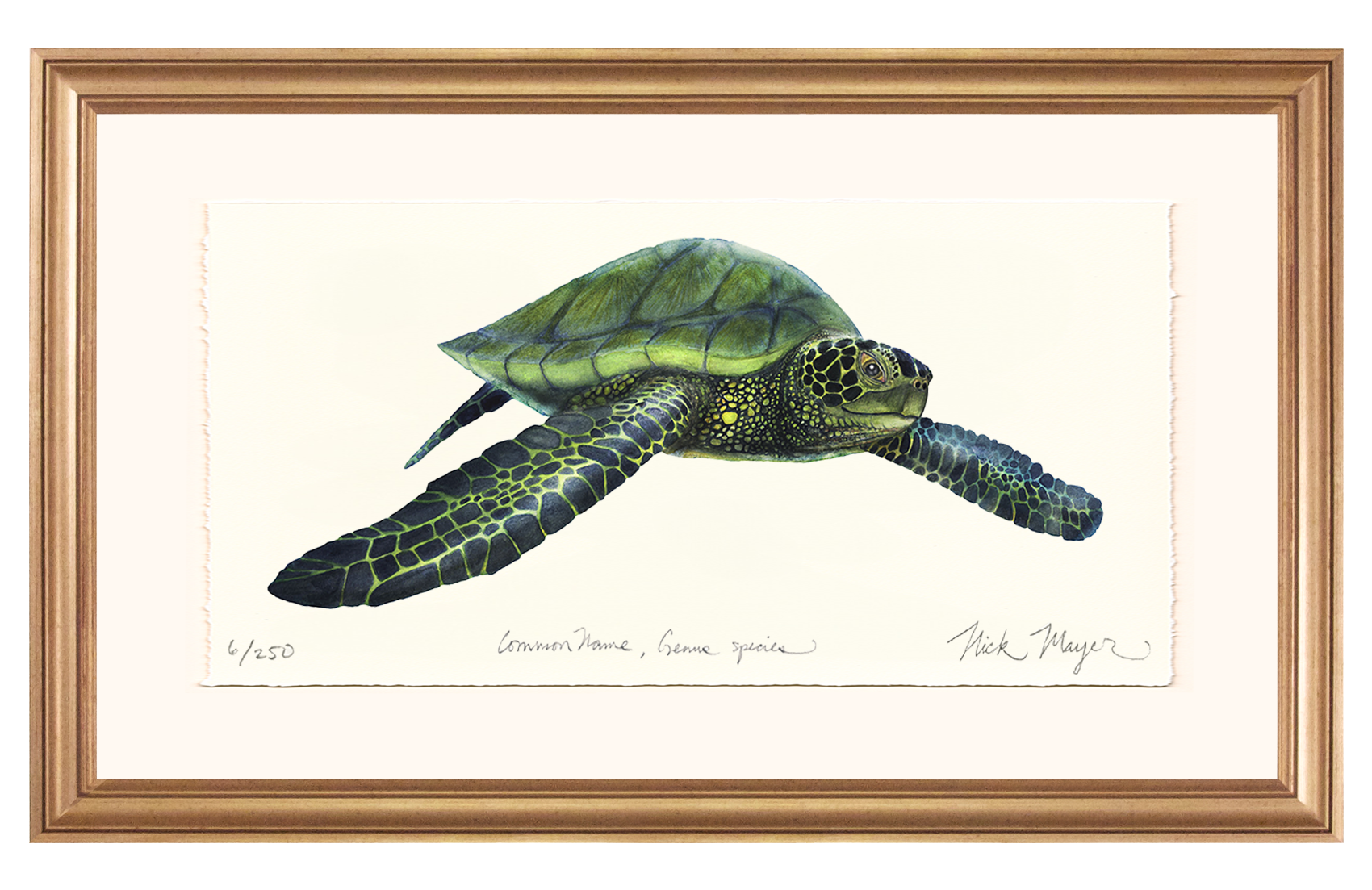 Green Sea Turtle Limited Edition Print