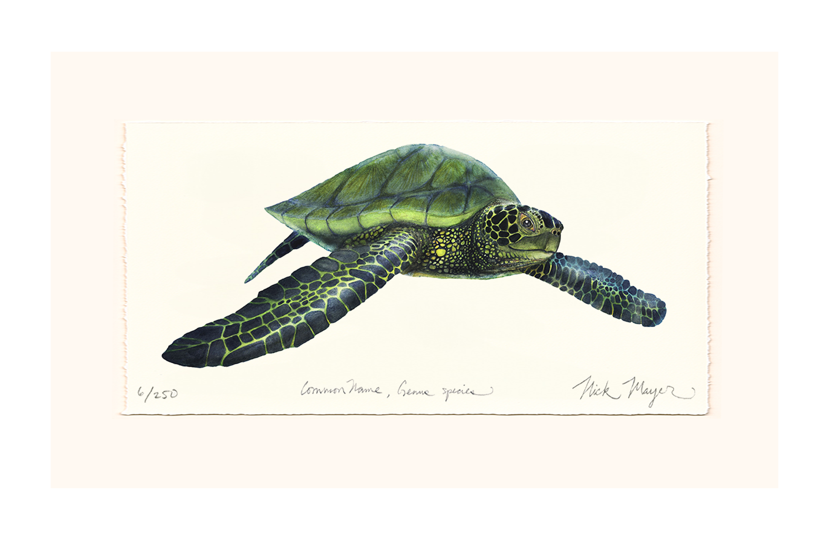 Green Sea Turtle Limited Edition Print