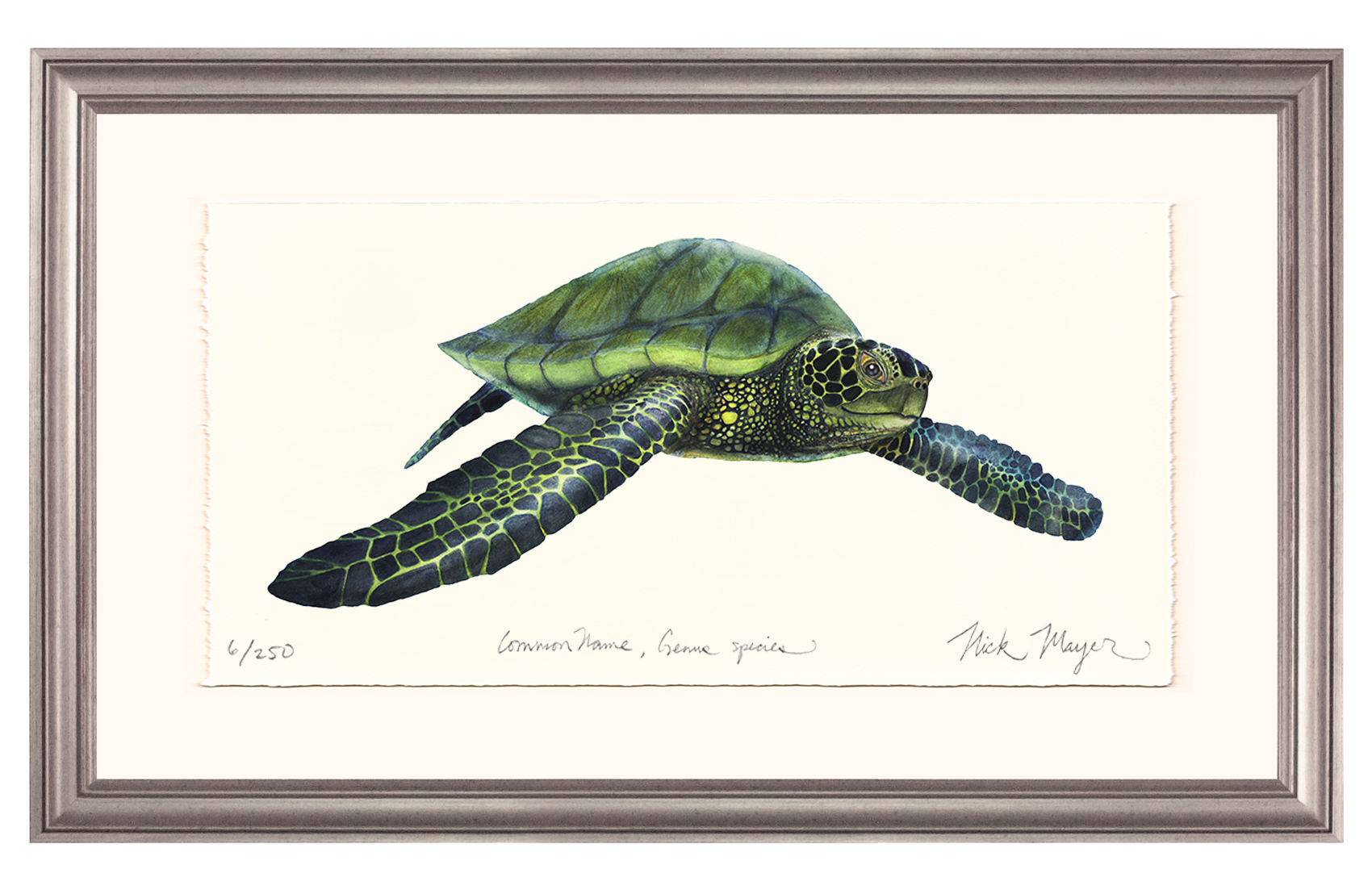 Green Sea Turtle Limited Edition Print