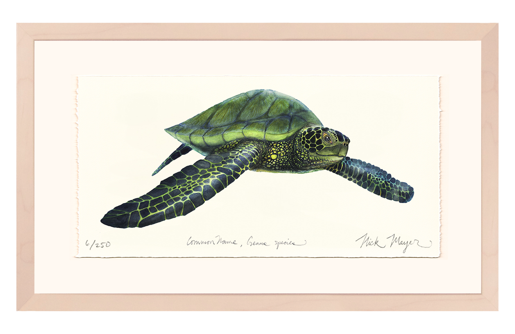 Green Sea Turtle Limited Edition Print