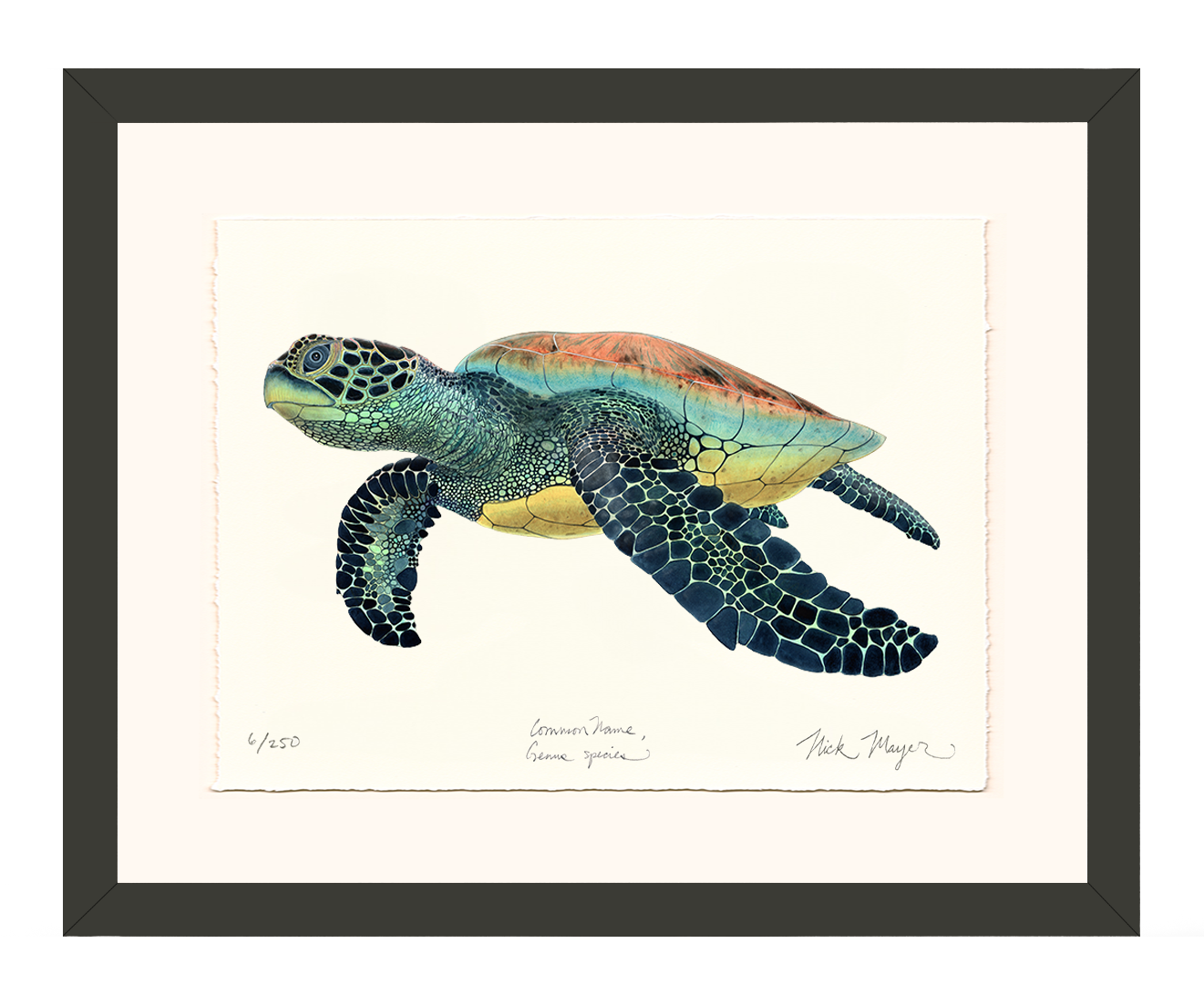 Green Sea Turtle II Limited Edition Print - NEW