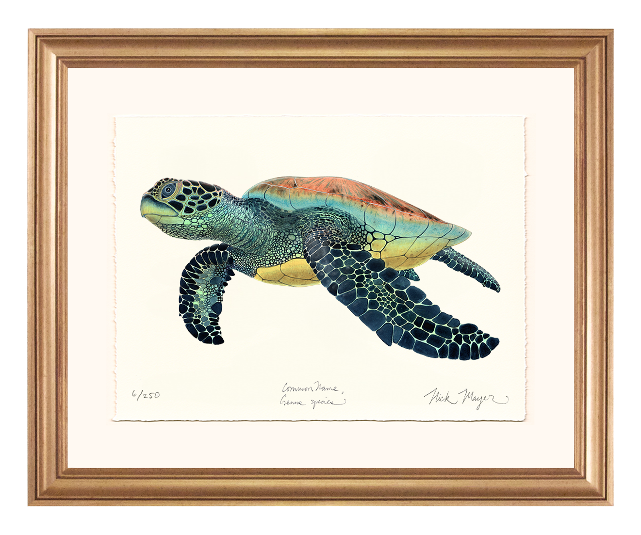 Green Sea Turtle II Limited Edition Print - NEW