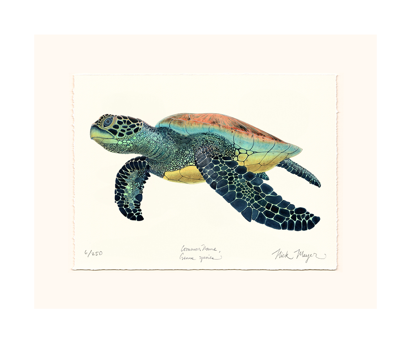 Green Sea Turtle II Limited Edition Print - NEW