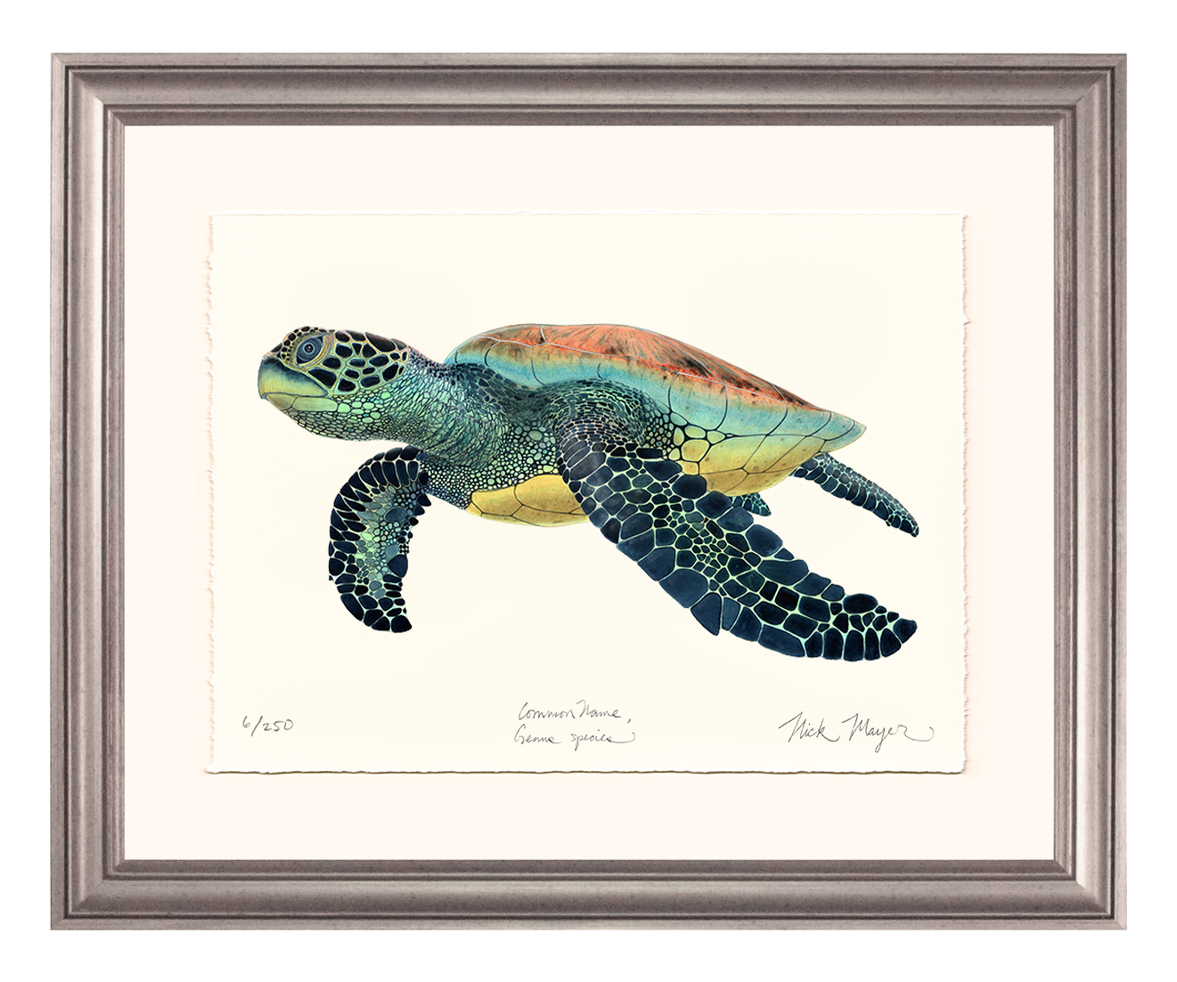 Green Sea Turtle II Limited Edition Print - NEW