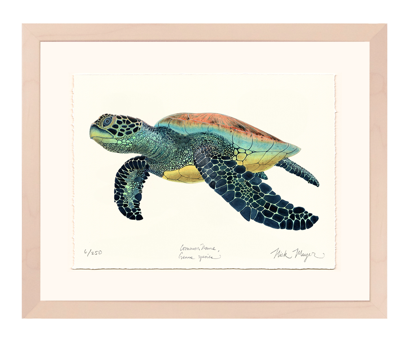 Green Sea Turtle II Limited Edition Print - NEW