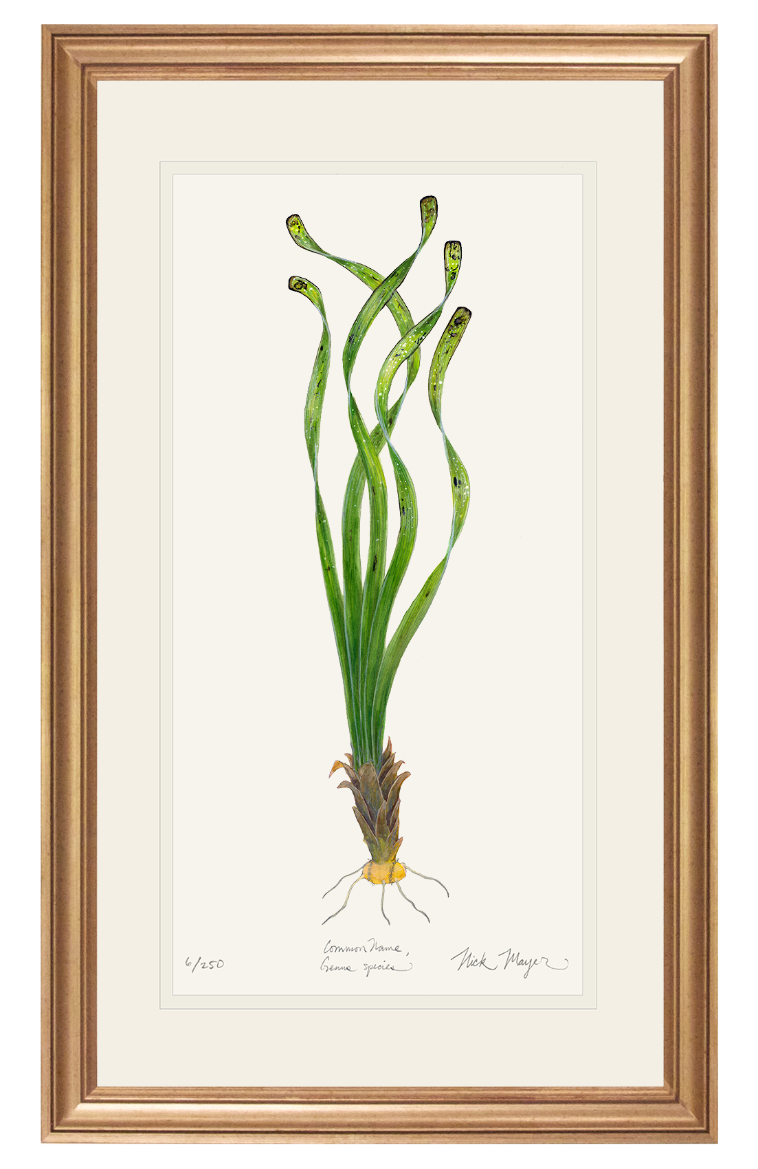 Turtle Grass Original Watercolor Painting