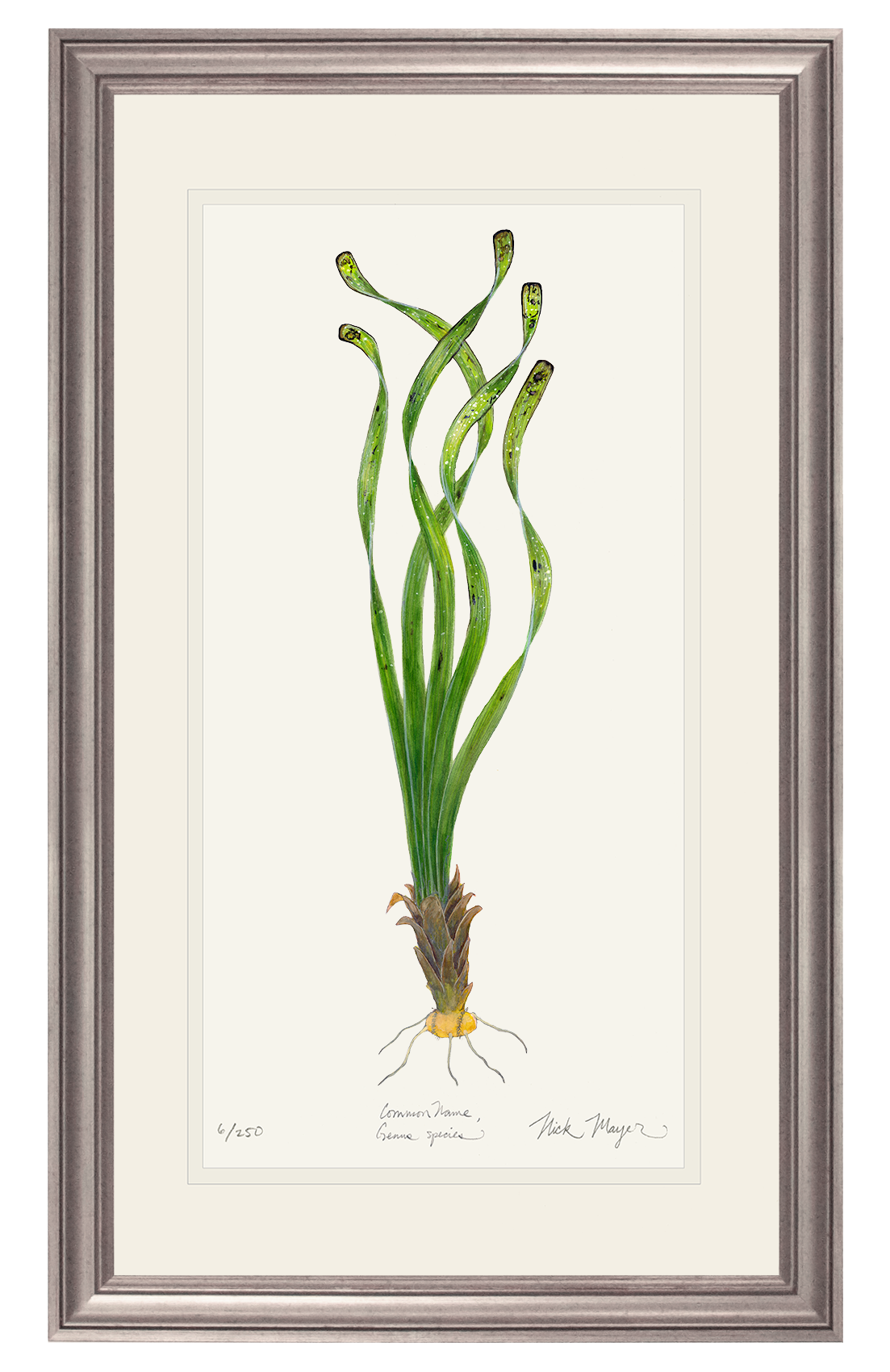 Turtle Grass Limited Edition Print