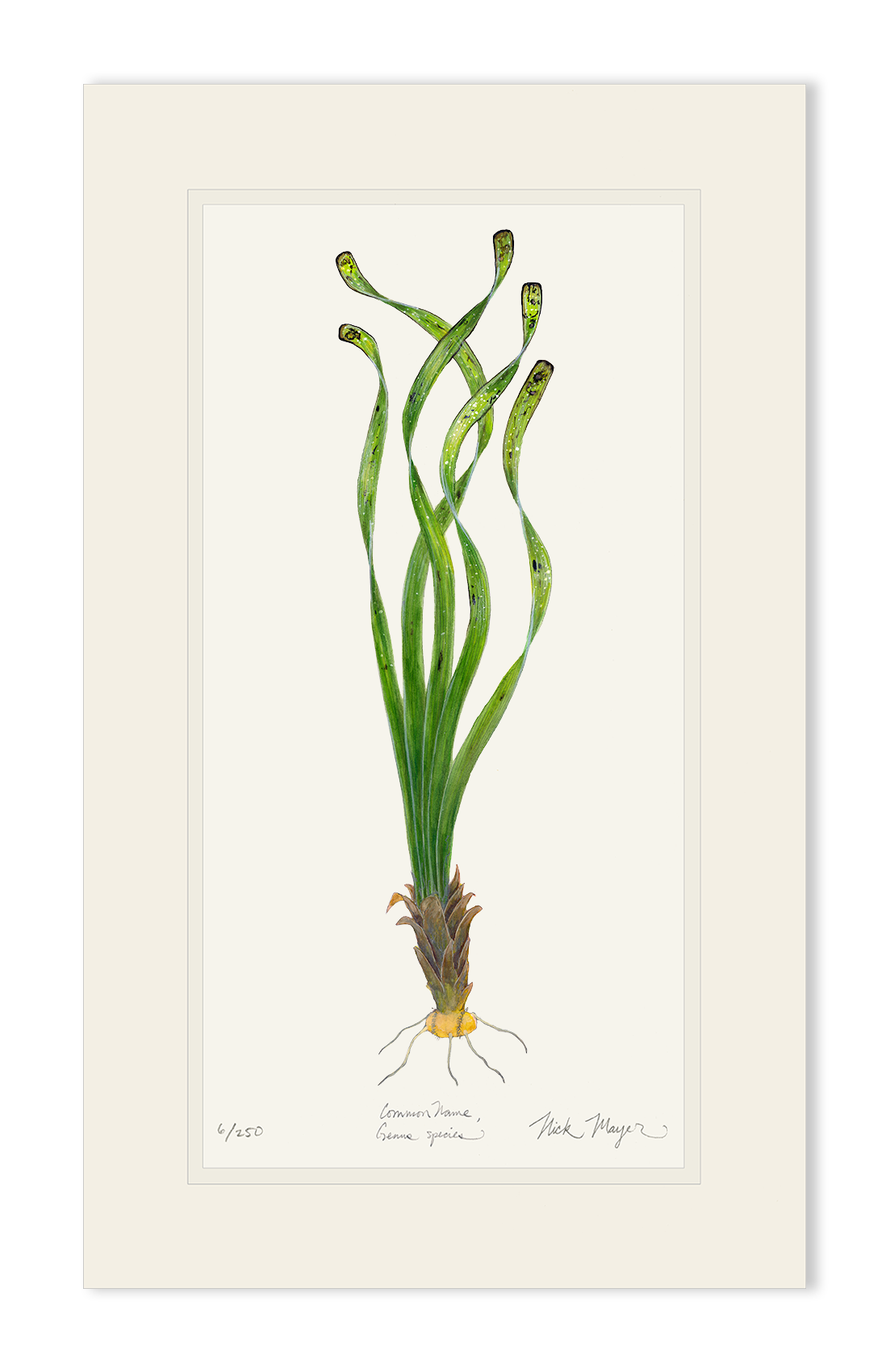 Turtle Grass Limited Edition Print