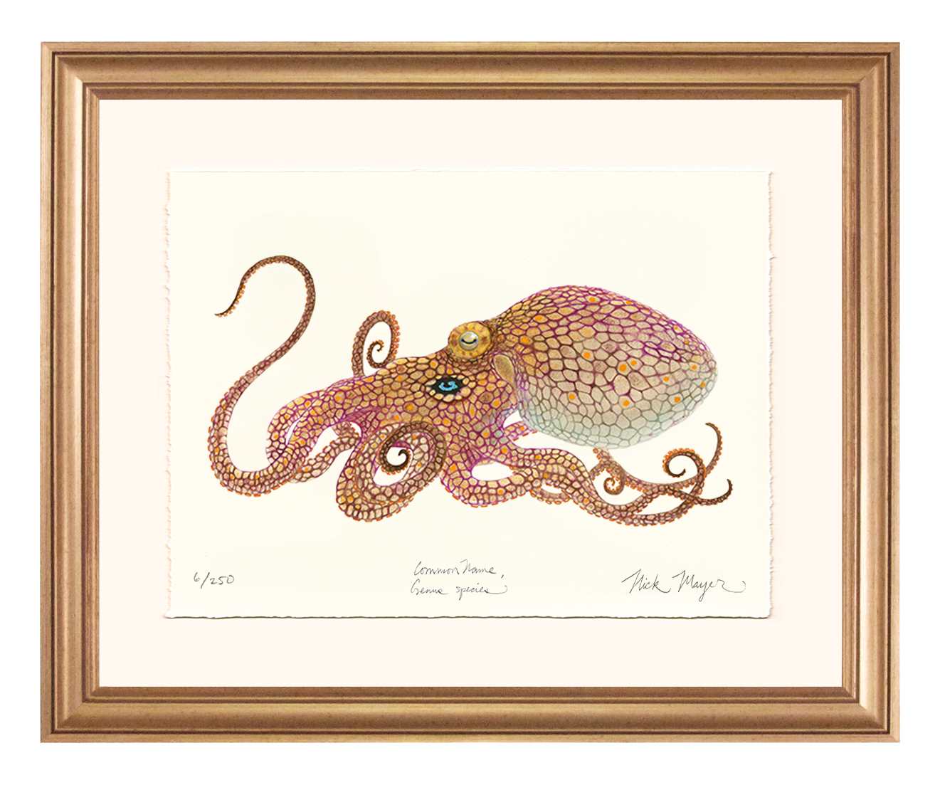 California Two Spot Octopus Limited Edition Print - Best Seller