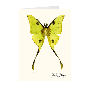 Madagascan Moon Moth Notecards