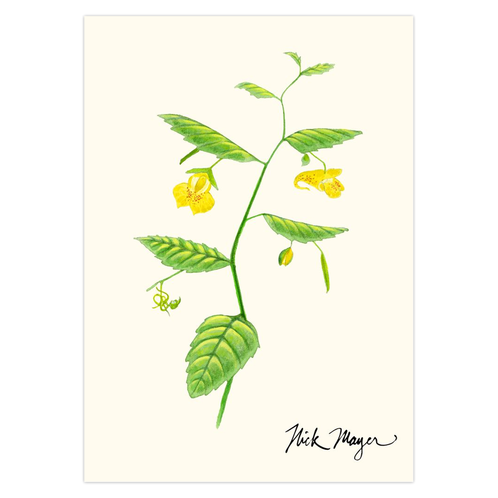 Pale Jewelweed Notecards