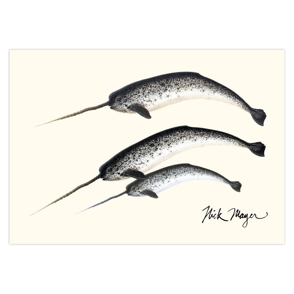 Narwhal Notecards