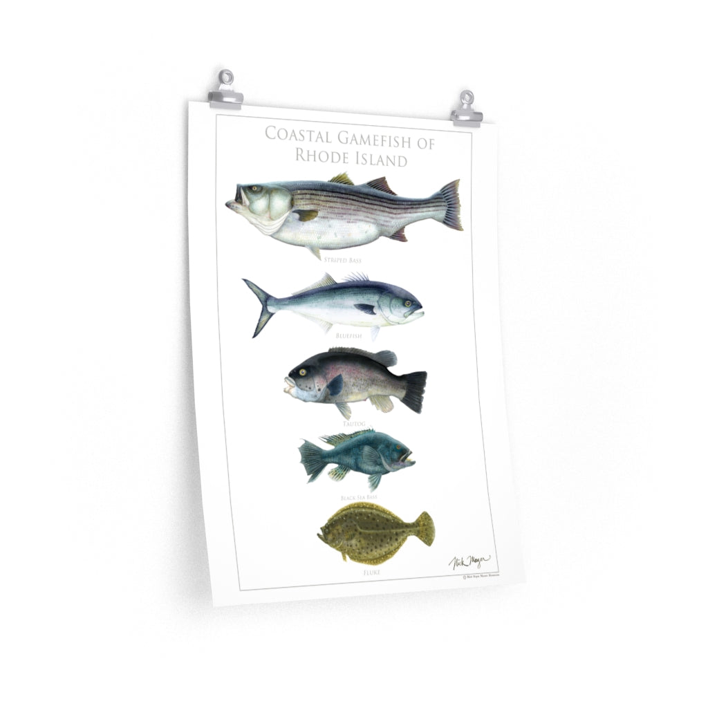 Coastal Gamefish of Rhode Island Poster