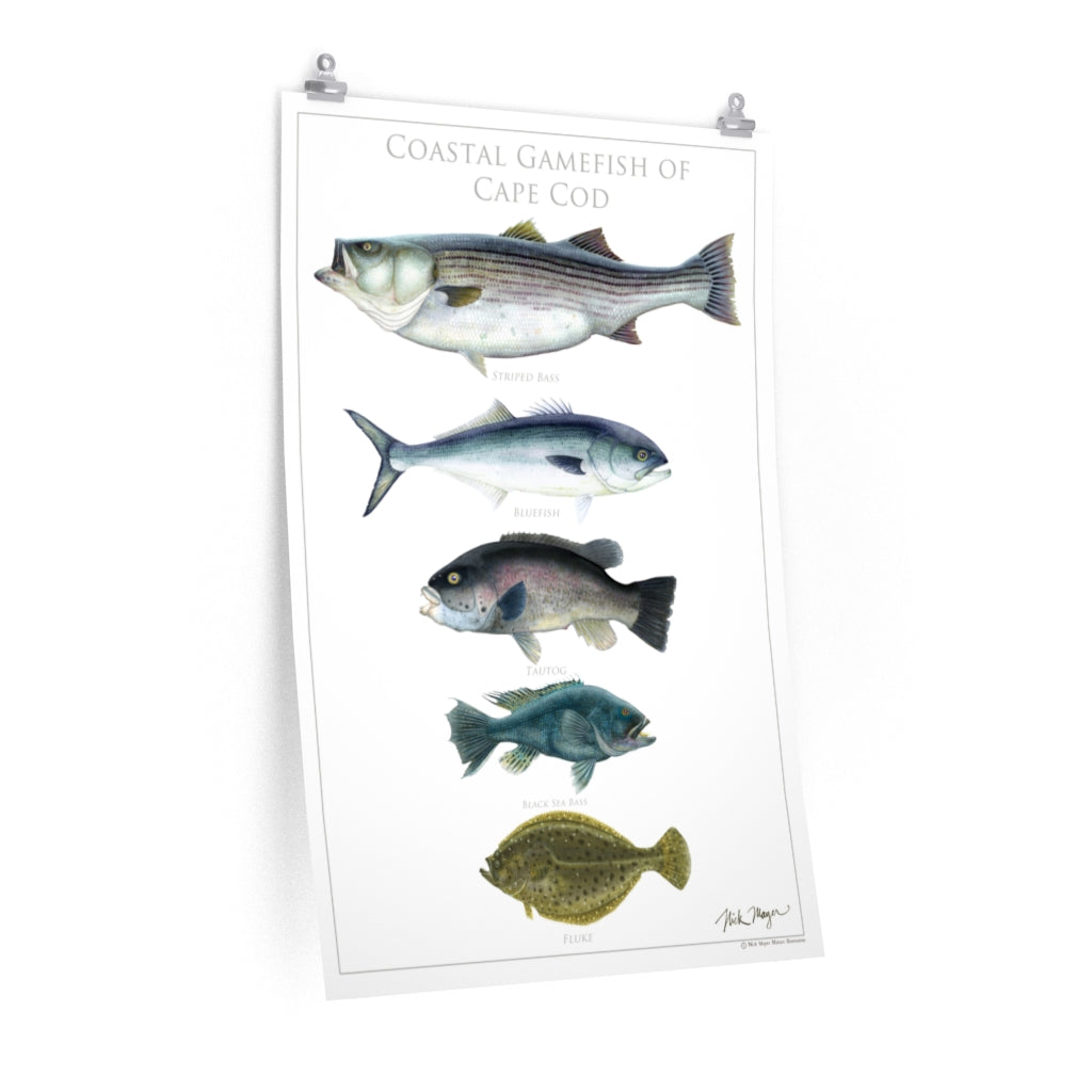 Coastal Gamefish of Cape Cod Poster