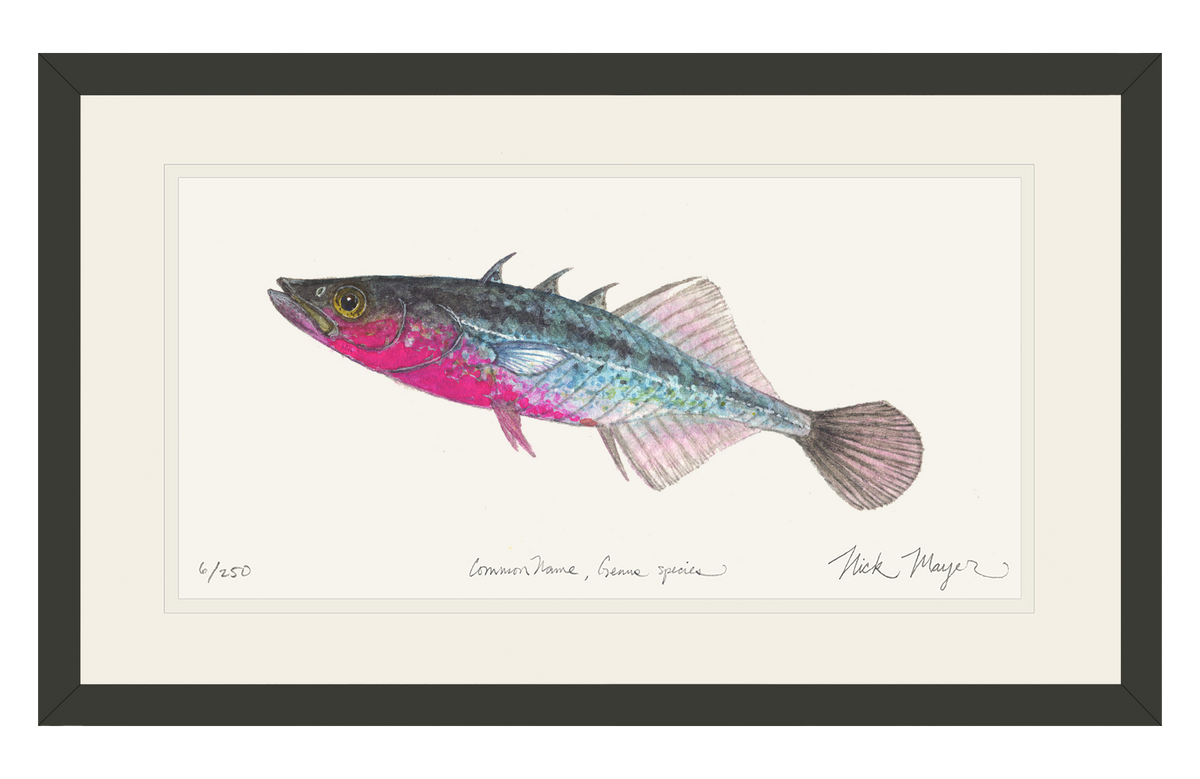Three Spined Stickleback Print