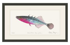 Three Spined Stickleback Print