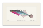Three Spined Stickleback Print