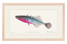 Three Spined Stickleback Print