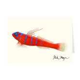 Bluebanded Goby Notecards