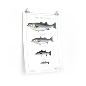 The Striped Bass Poster