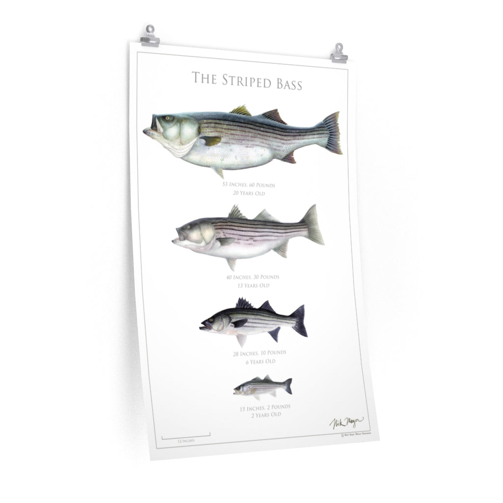 The Striped Bass Poster
