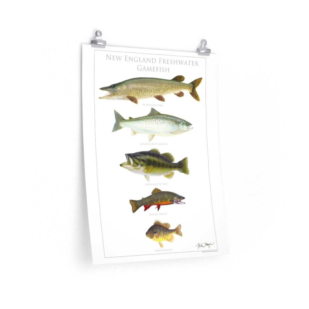 New England Freshwater Gamefish Poster