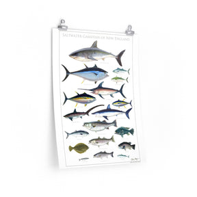 Saltwater Gamefish of New England Poster