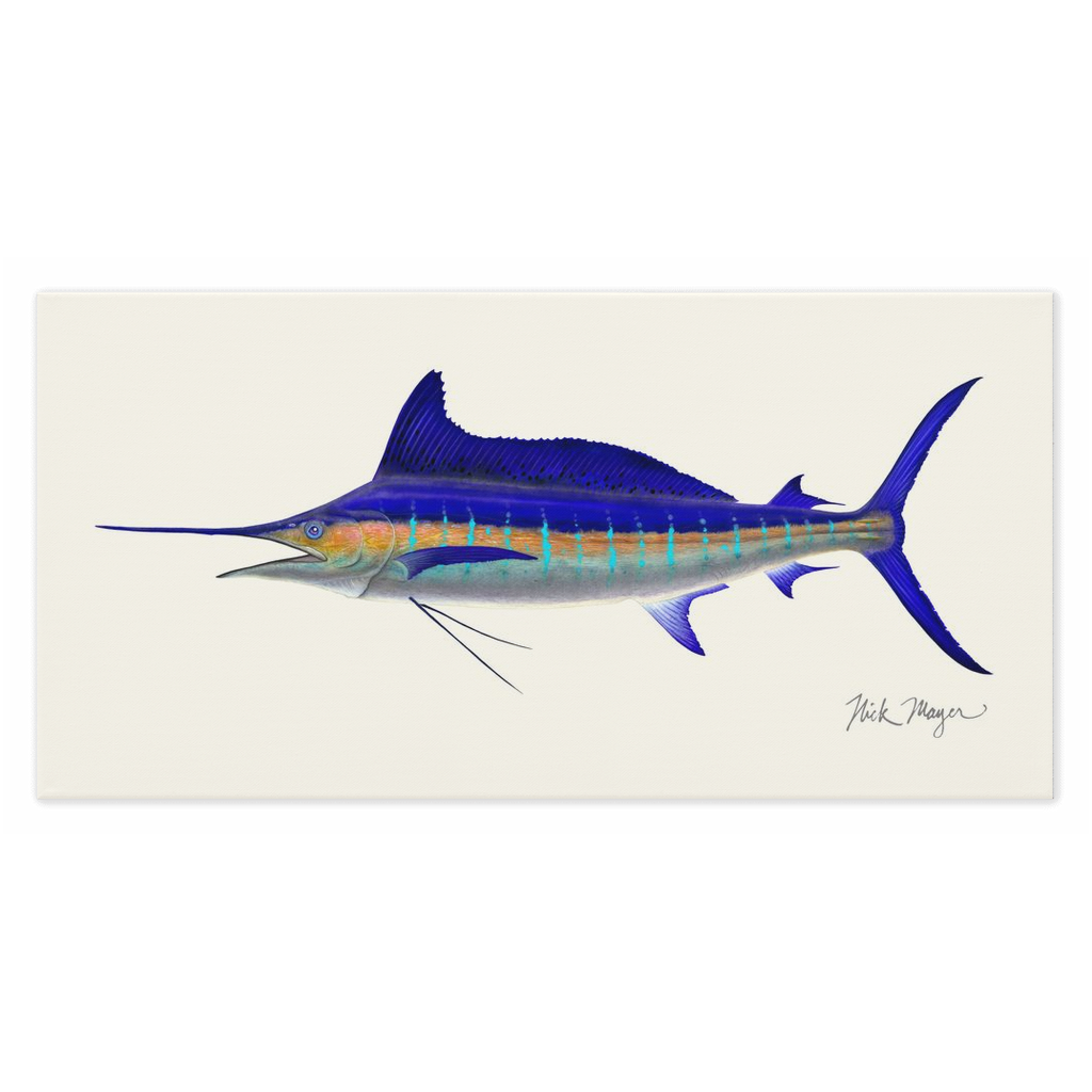 Striped Marlin Canvas Print