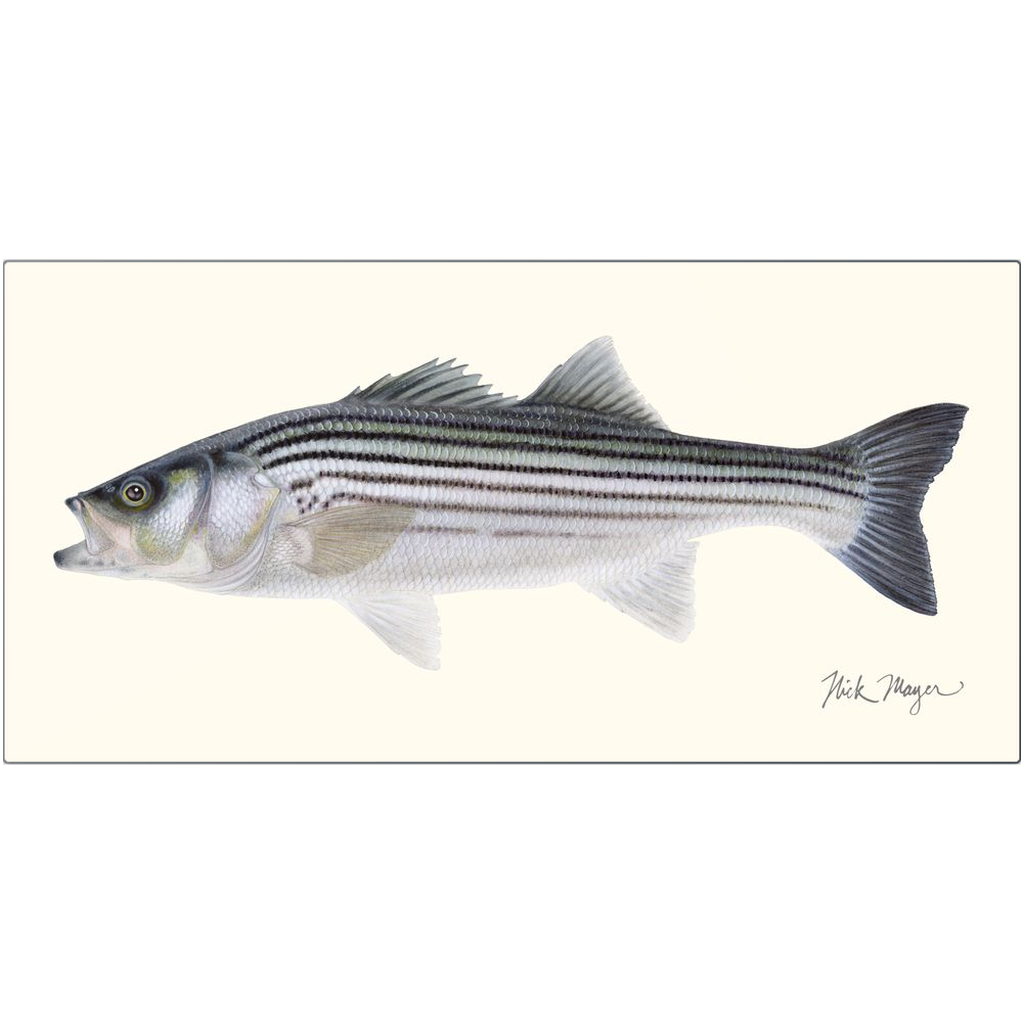 Schoolie Striped Bass Metal Print