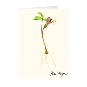 Jack in the Pulpit Notecards