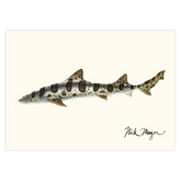 Leopard Shark Notecards