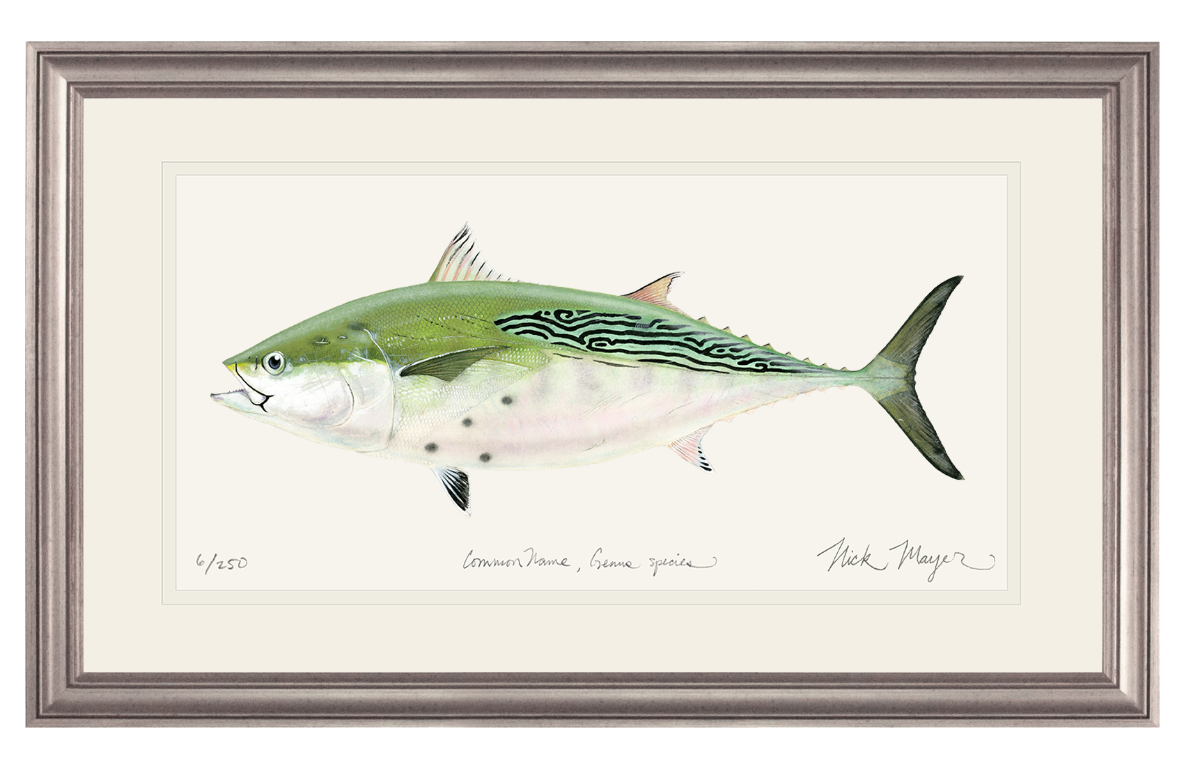 False Albacore IV Limited Edition Print - Best Seller