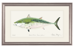 False Albacore IV Print - Best Seller