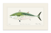 False Albacore IV Print - Best Seller