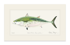 False Albacore IV Print - Best Seller