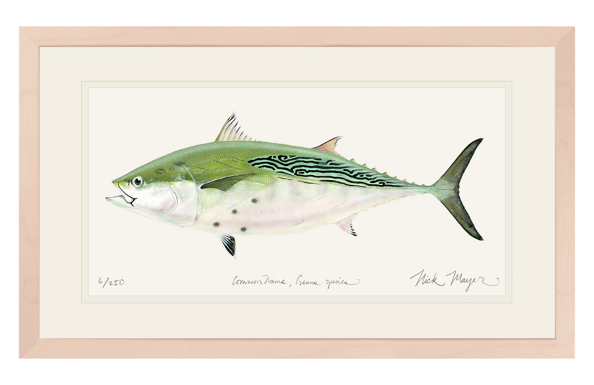 False Albacore IV Original Watercolor Painting