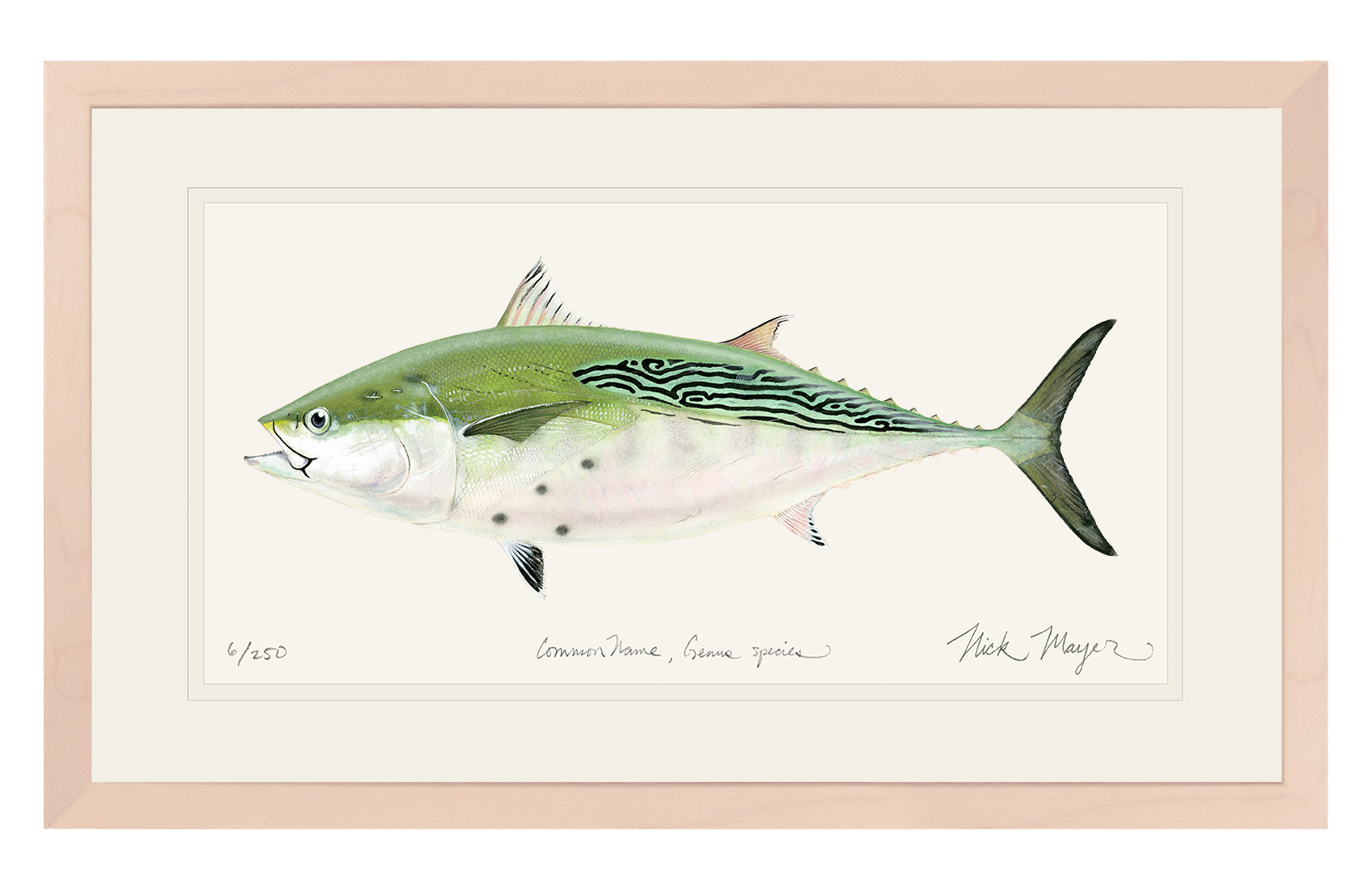 False Albacore IV Original Watercolor Painting