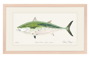 False Albacore IV Print - Best Seller