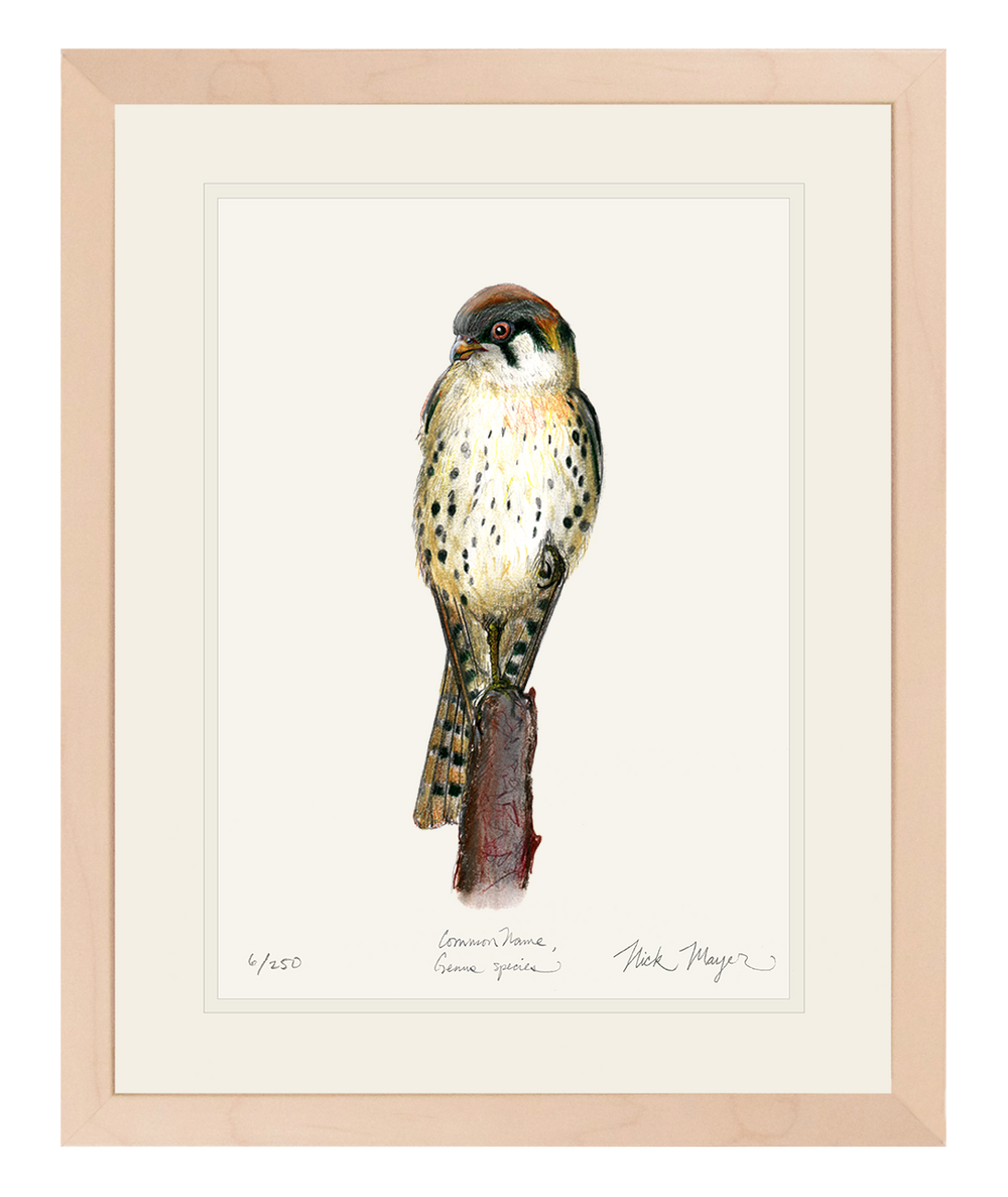 Own a One-of-a-Kind American Kestrel Colored Pencil Drawing