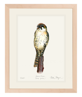 American Kestrel Original Colored Pencil Drawing