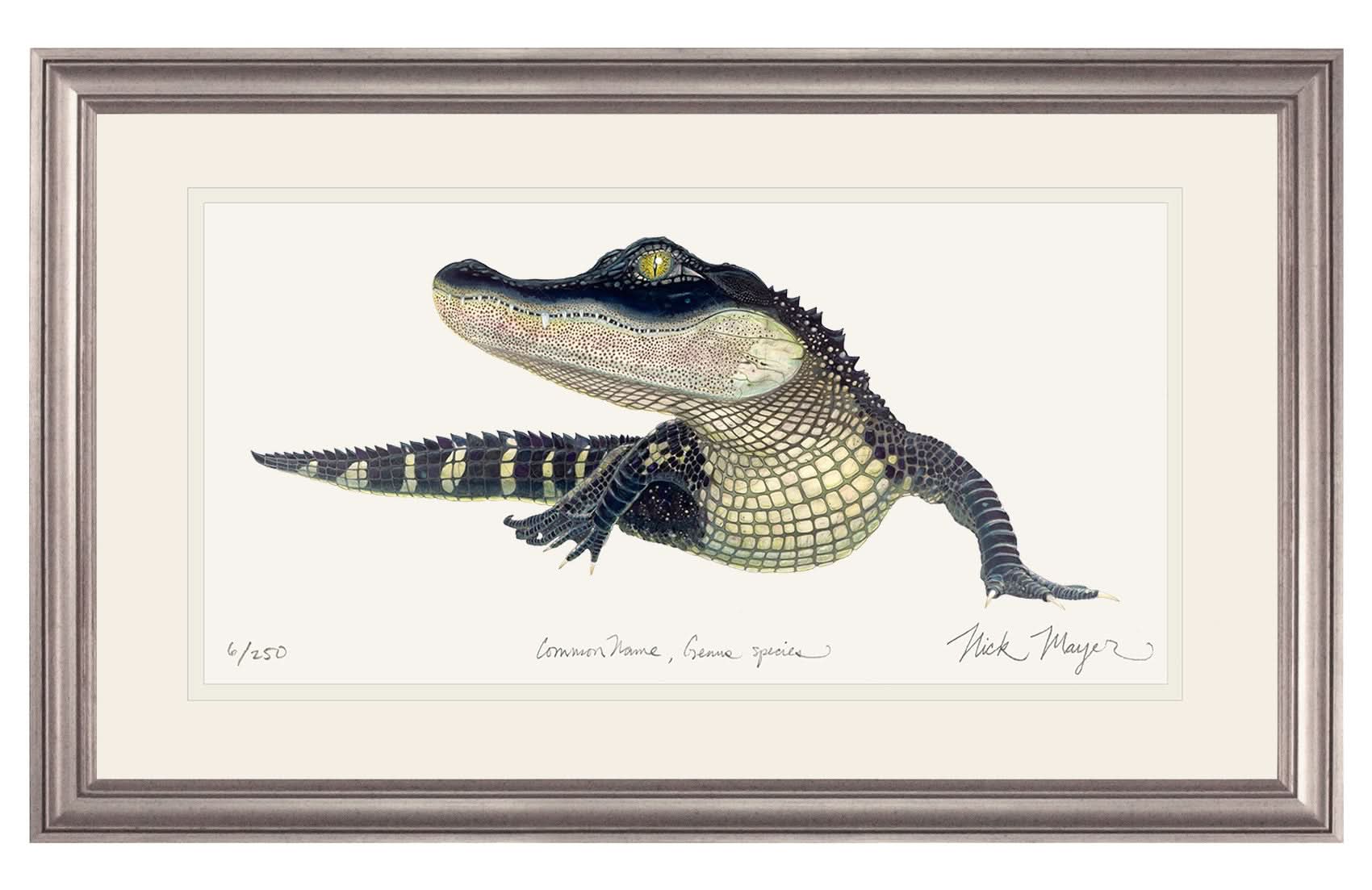 American Alligator Limited Edition Print