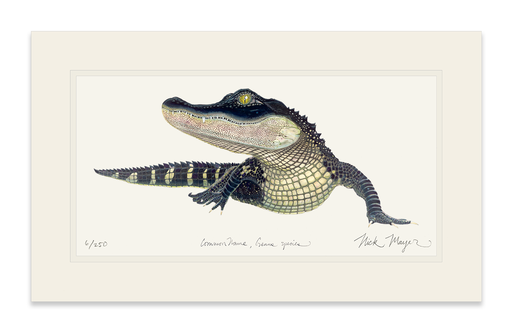 American Alligator Limited Edition Print