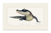 American Alligator Print